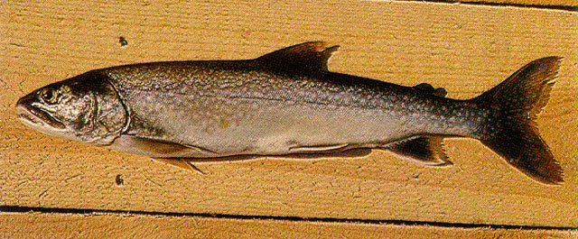 Ersh para la pesca